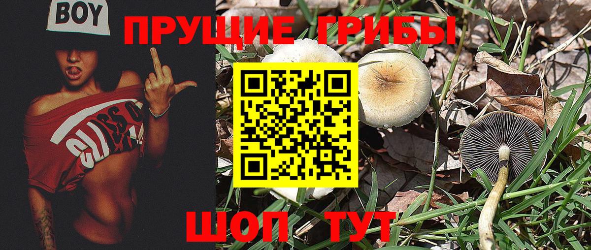 Галлюциногенные грибы Psilocybine cubensis  Вход с VPN  цены   Чебаркуль  Псилоцибиновые грибы Psilocybine cubensis 